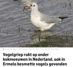 kokmeeuw